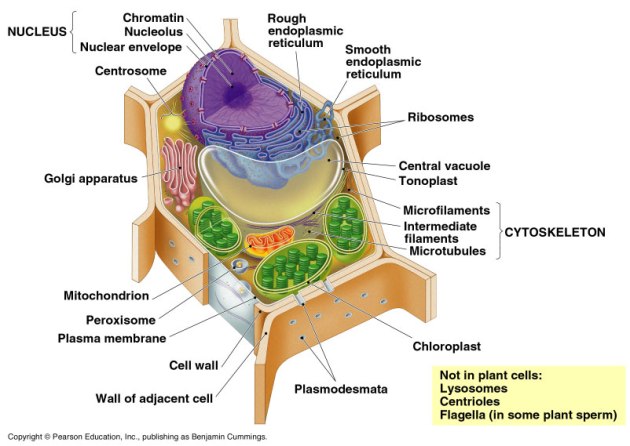 Behold! The Plant Cell!